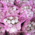 Supplying Fresh Pure White Garlic